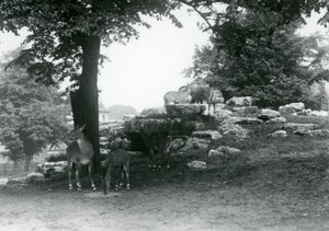 ElandAntelope Paddock i London Zoo i 1924 af Frederick William Bond