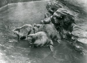 Tre bævere i deres bassin i London Zoo, 1920