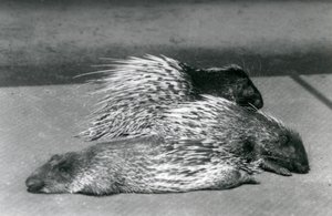 Three Cape South African Porcupines, London Zoo, 1925 af Frederick William Bond