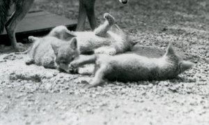 Tre Coyote-unger ruller på jorden ved deres mors fødder, London Zoo af Frederick William Bond
