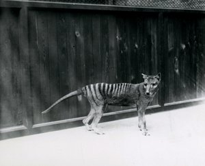 Thylacine Tasmanian Wolf i London Zoo, før 1930 af Frederick William Bond
