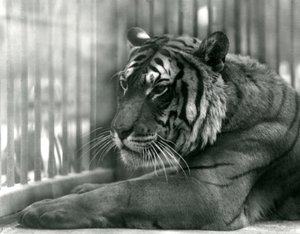 Tiger Sam at London Zoo,1925 af Frederick William Bond