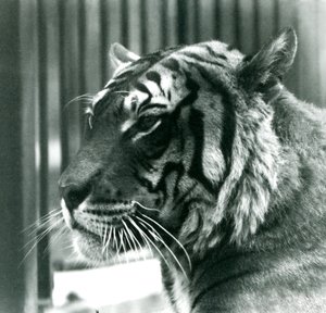 Tiger Sam i London Zoo i 1925 af Frederick William Bond