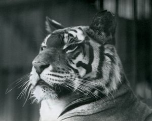 Tigress Sally i London Zoo i 1927 af Frederick William Bond