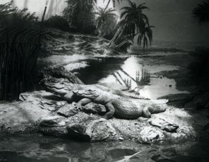 To alligatorer i panorama-omgivelser i London Zoo i juni 1927 af Frederick William Bond