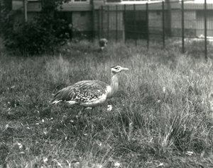 To arabiske bustards stående i deres indhegning i London Zoo, september 1927 af Frederick William Bond