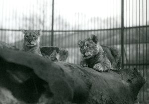 To løveunger, der var blevet født i menageriet, i deres indhegning i London Zoo, april 1924 af Frederick William Bond