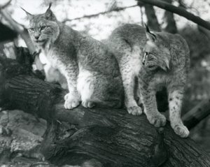 To nordlige los, en siddende og en stående, på en gren, London Zoo, oktober 1925 af Frederick William Bond
