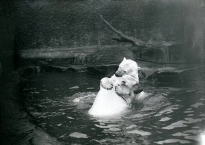 To isbjørne, herunder en ung isbjørn, der krammer og leger i en pool i London Zoo, juni 1922 af Frederick William Bond