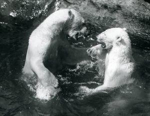 To isbjørne boltrede sig i deres pool i London Zoo i 1926 af Frederick William Bond