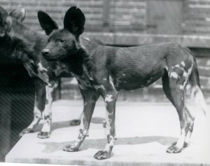 To somaliske vilde hunde i London Zoo, juli 1925 af Frederick William Bond