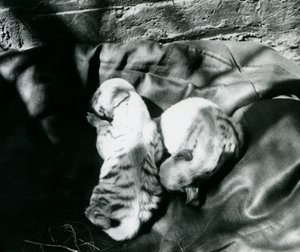 To Stribede Hyaena-unger i London Zoo, ca. 1914 af Frederick William Bond