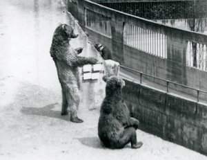 To brune bjørne, en stående på bagbenene og en siddende, ser ned fra Mappin Terraces, London Zoo, juli 1925 af Frederick William Bond