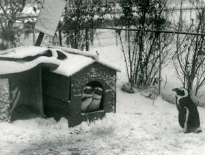 To truede sortfodede pingviner kigger ud af deres redekasse i sneen, mens en anden ser på, London Zoo, 1924 af Frederick William Bond