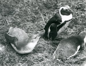 To unge og en voksen sortfodet Jackass afrikanske pingvin, siddende og liggende på græs, i London Zoo april 1925 af Frederick William Bond