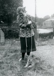To løveunger med en ung kvinde i London Zoo i august 1925 af Frederick William Bond