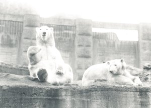 To isbjørne i ZSL London Zoo, 1927 af Frederick William Bond
