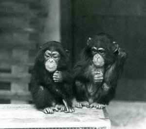 To unge chimpanser sidder på en trækasse, London Zoo af Frederick William Bond