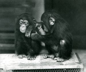 To unge chimpanser sidder på en trækasse. Den ene sidder stille, mens den anden plejer sin pels, London Zoo af Frederick William Bond