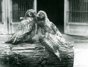 To unge store gråugler, også kendt som Lapland eller Lappeugle, overfor hinanden siddende på en træstamme, London Zoo, august 1926 (s/h foto) af Frederick William Bond