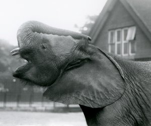 Ung afrikansk elefant Kiberenge løfter sin snabel og kalder, London Zoo, august 1925 af Frederick William Bond