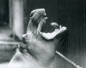 Den unge flodhest Bobbie i London Zoo, 1927 af Frederick William Bond