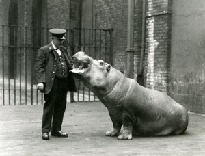 Ung flodhest Bobbie sidder for målmanden Ernie Bowman, London Zoo, juli 1923 (bw foto) af Frederick William Bond