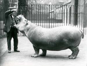 Ung flodhest Bobbie med keeper Ernie Bowman, London Zoo, juli 1923 (bw-foto) af Frederick William Bond