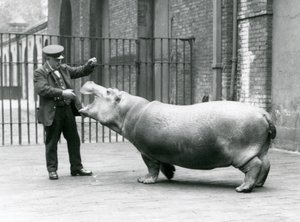 Ung flodhest Bobbie med keeper Ernie Bowman, London Zoo, juli 1923 (bw-foto) af Frederick William Bond