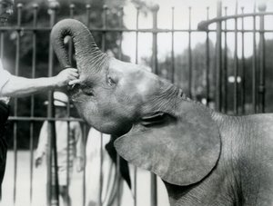 Den unge afrikanske dværgelefanthun Oojah får en godbid, London Zoo, juli 1925 af Frederick William Bond