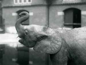 Ung kvindelig afrikansk pygmæelefant Oojah løfter sin snabel i London Zoo, august 1925 af Frederick William Bond
