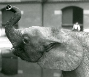 Ung kvindelig afrikansk pygmæelefant Oojah løfter sin snabel i London Zoo, august 1925 af Frederick William Bond