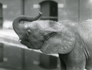 Ung kvindelig afrikansk pygmæelefant Oojah løfter sin snabel i London Zoo, juli 1925 af Frederick William Bond