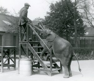 Ung kvindelig afrikansk pygmæelefant Oojah med sine forfødder på indskibningstrappen, rækkende ud efter sin træner, som er på det øverste trin, med sin snabel, London Zoo, juni 1925 af Frederick William Bond