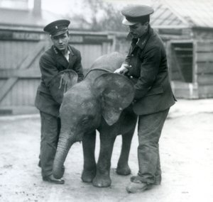 Ung kvindelig afrikansk pygmæelefant Oojah med to keepere i London Zoo i april 1925 af Frederick William Bond