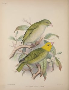 Psittirostra Psittacea, fra 