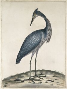 A Heron, 1789 (wc og blæk på papir)