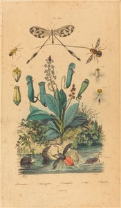 Insekter og blomster af French 19th Century
