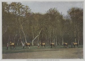 Træner væddeløbsheste ved La Croix-Saint-Ouen i Foret de Compiegne, Frankrig (farvefoto) af French Photographer