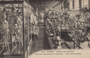 Paris, Jardin Des Plantes af French Photographer