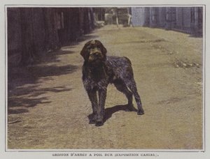 Wirehaired Pointing Griffon (farvefoto) af French Photographer