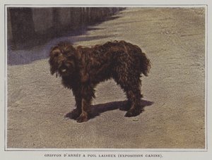 Uldhåret Pointing Griffon (farvefoto) af French Photographer