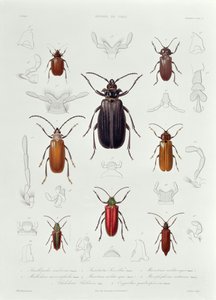 En samling af Coleoptera fundet i Chile, illustration fra "Historia de Chile", graveret af Lebrun, 1854 af French School
