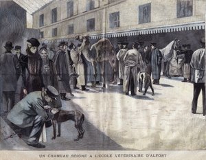 En kamel heler på veterinærskolen i Maison Alfort (Maison-Alfort). Illustration af 1899 i "" La petite Gironde"". af French School