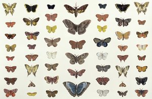 En collage af sommerfugle og møl inklusive Camberwell Beauty, British Swallowtail, Scarce Swallowtail, Påfuglen og Small Tortoiseshell, ca. 1830 (tryk af 104967)