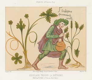 Äskulap entdeckt Betonie von French School