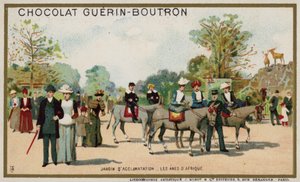 Afrikanske æsler, Jardin d