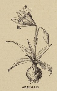 Amaryllis (gravering) af French School