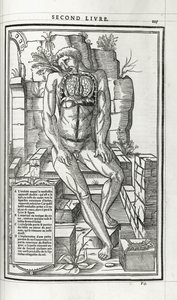Anatomical illustration, 1546dani af French School