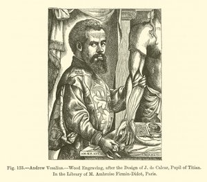 Andrew Vesalius (gravering) af French School